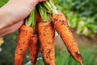 15 Proven Benefits of Carrots and Delicious Recipes