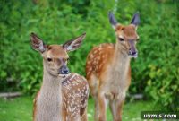 Keep Deer Out of Your Garden Without Spending a Fortune