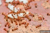 Fire Ant Bite Relief: Natural Remedies That Work