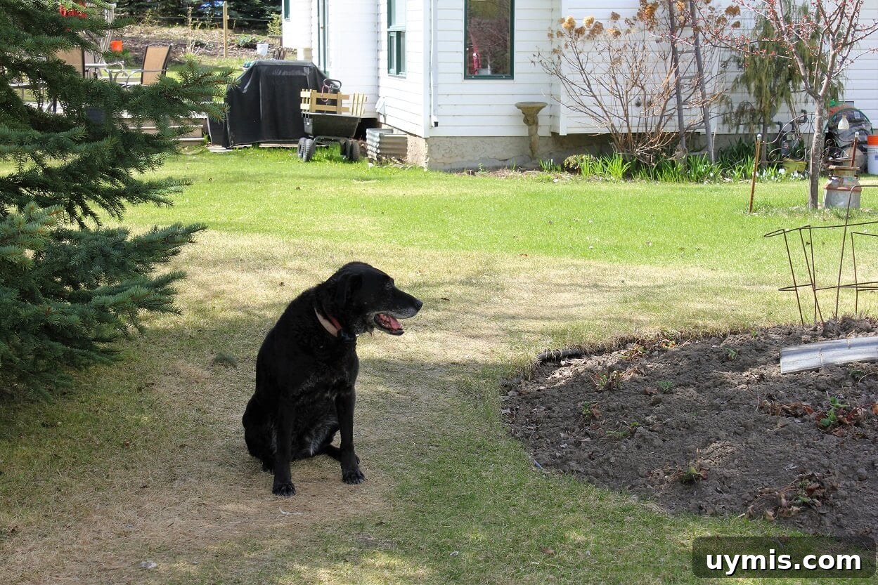 Spring Chive and Egg Pasta Salad Recipe 4 Pippa surveying the spring yard