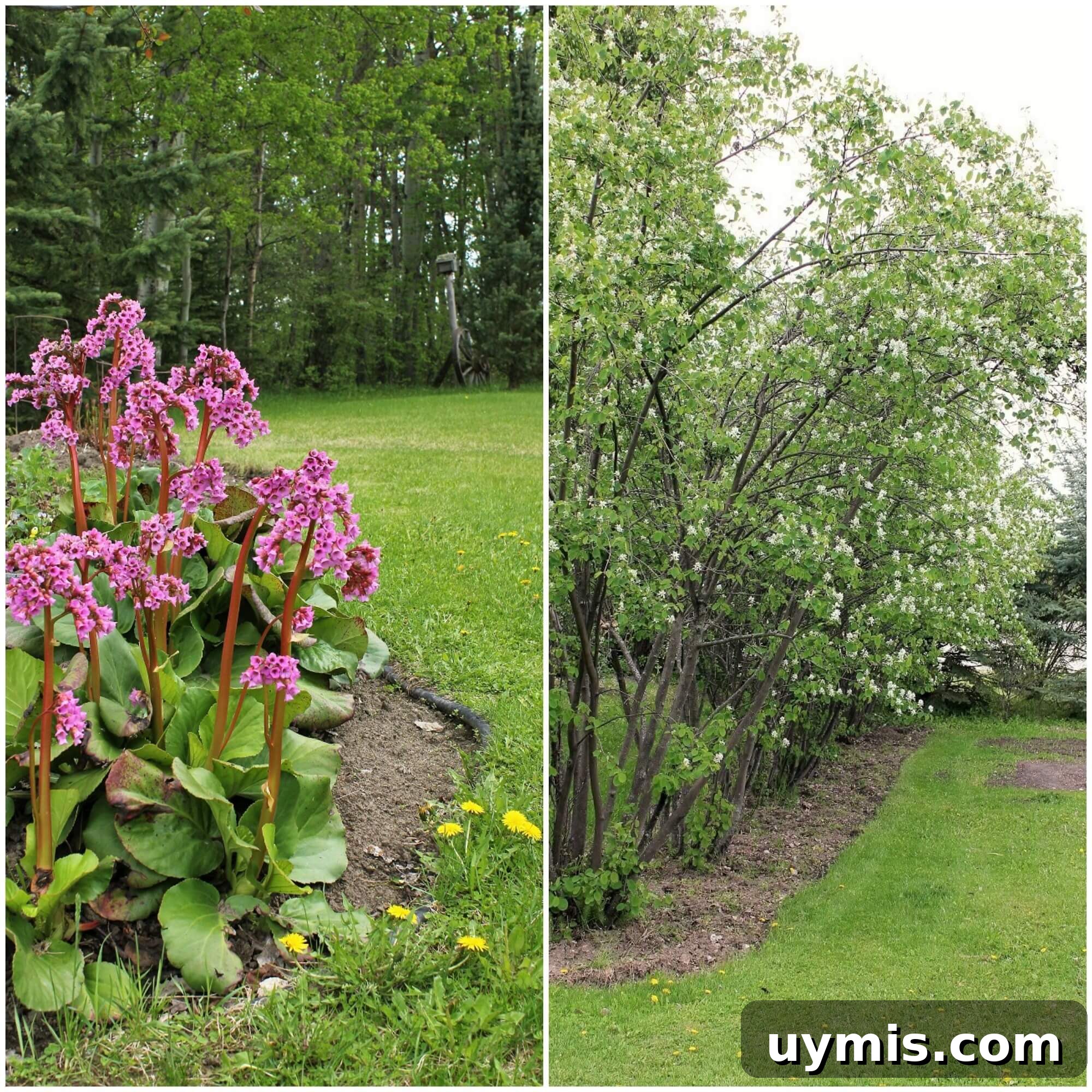 Spring Chive and Egg Pasta Salad Recipe 5 Pink blooming bergenia and saskatoon bushes