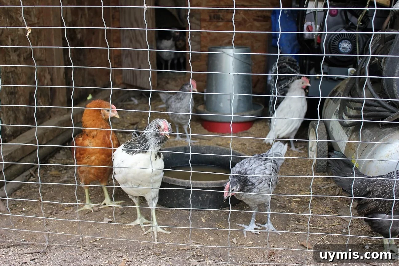 Spring Chive and Egg Pasta Salad Recipe 6 Young chickens in their run