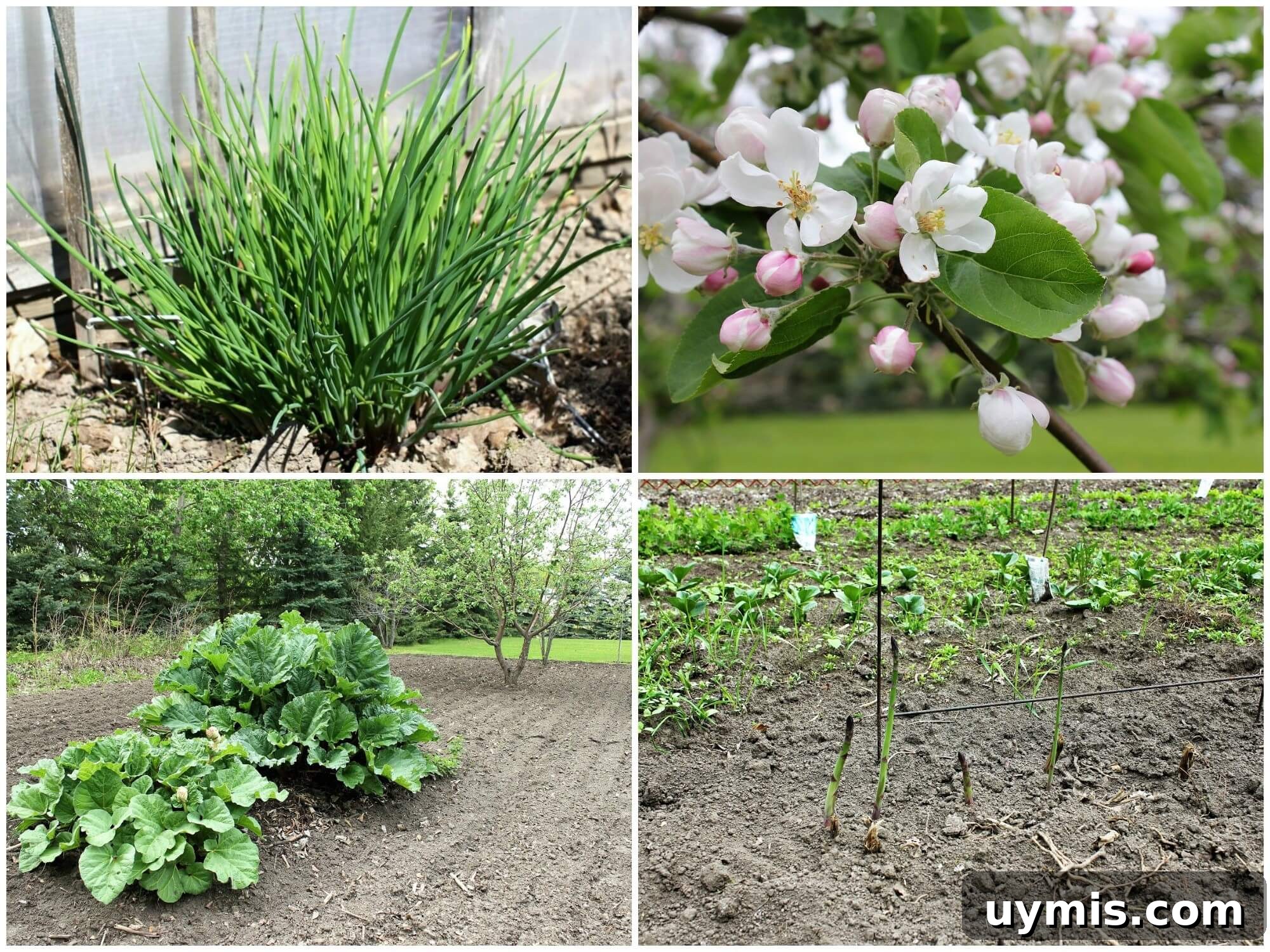 Spring Chive and Egg Pasta Salad Recipe 7 Chives, apple blossoms, rhubarb, asparagus
