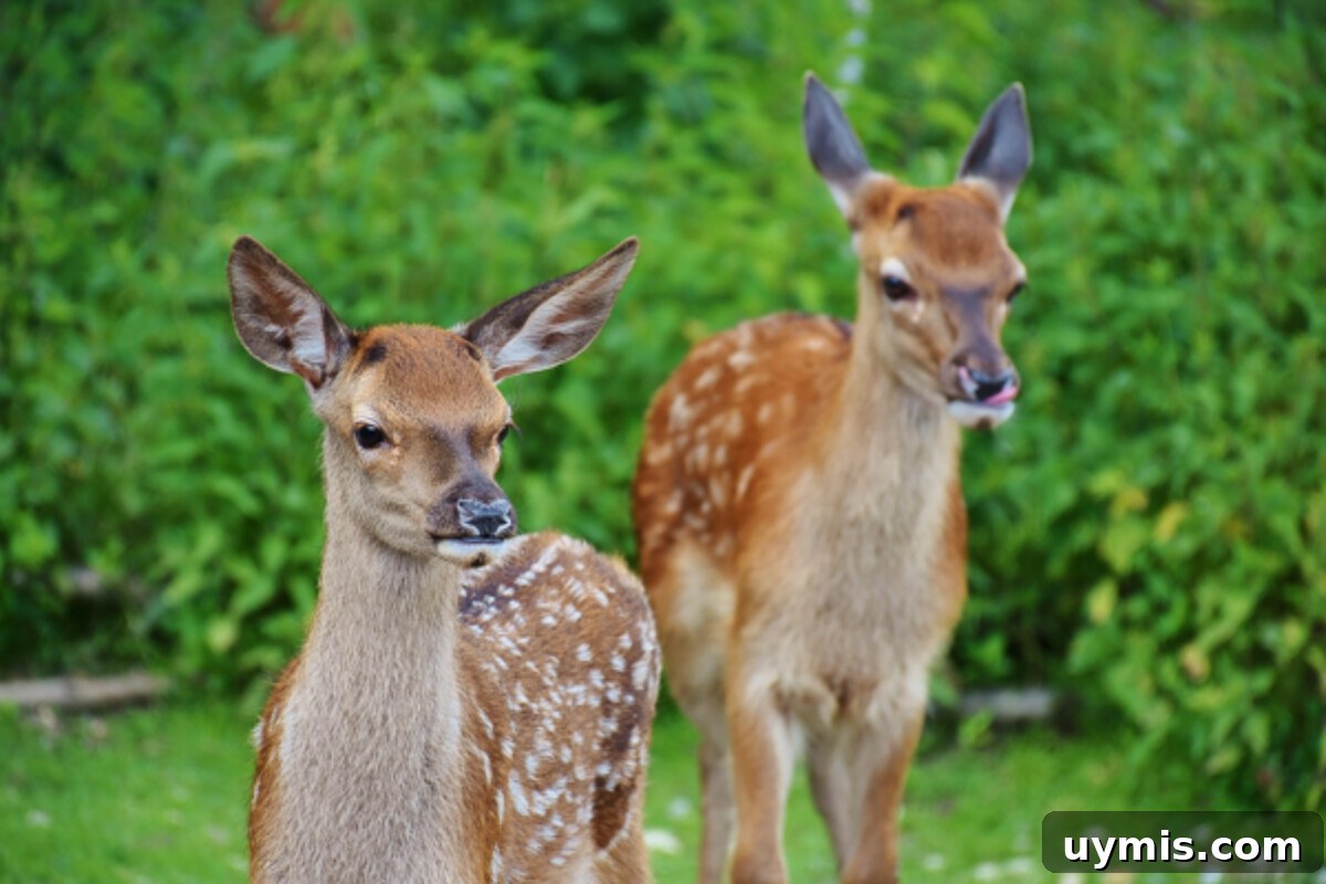 Keep Deer Out of Your Garden Without Spending a Fortune 2 Deer in the garden