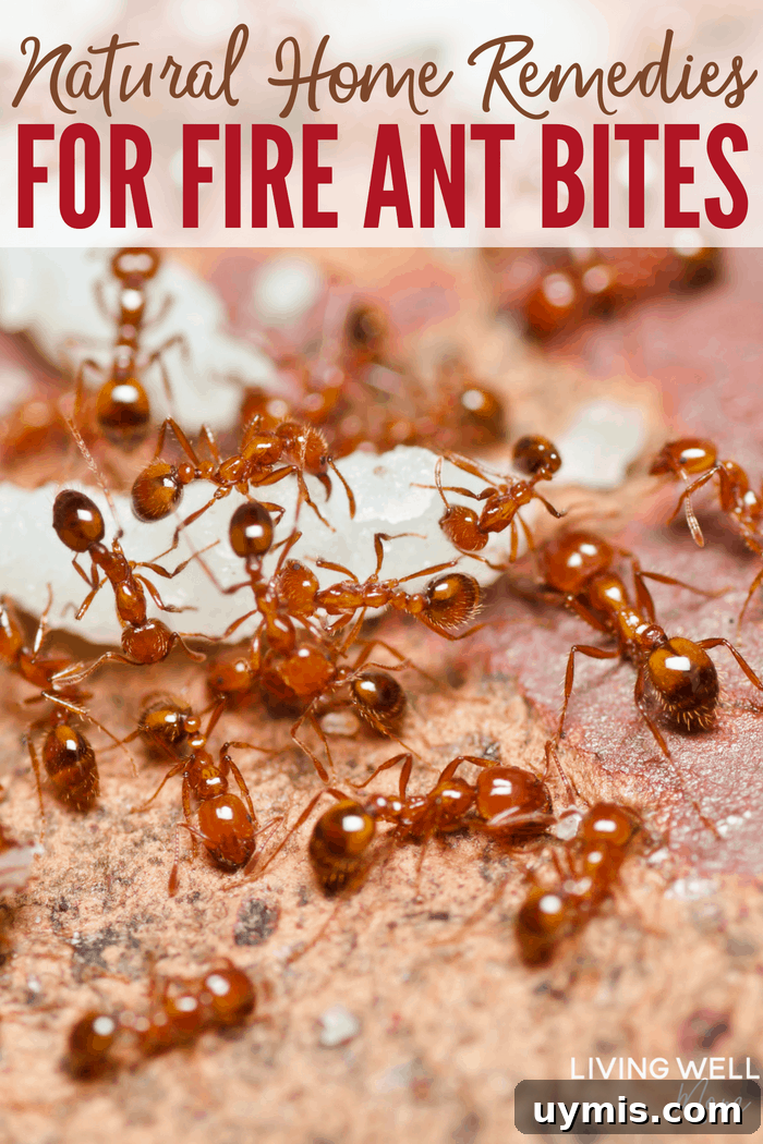 Fire Ant Bite Relief: Natural Remedies That Work 2 home remedies for fire ant bites