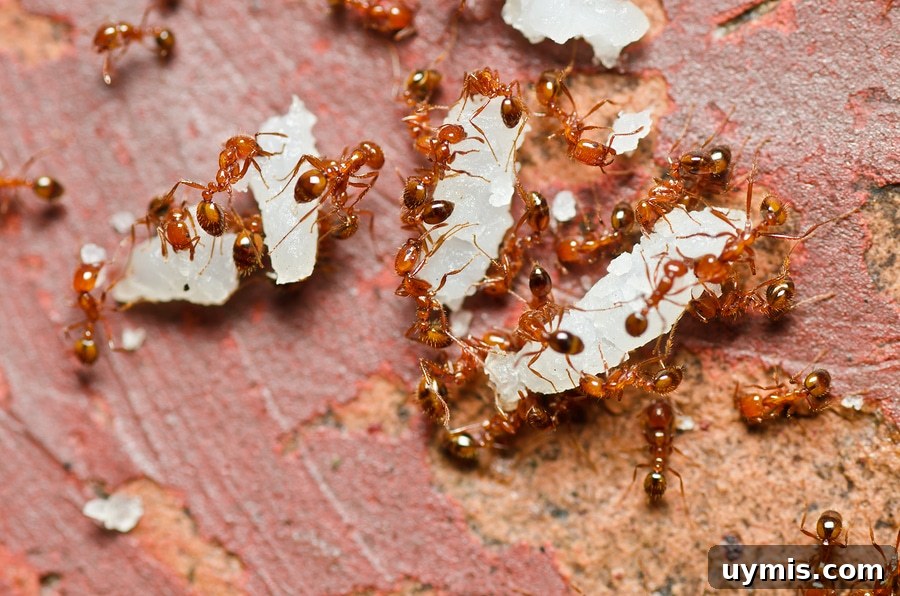 Fire Ant Bite Relief: Natural Remedies That Work 3 fire ants