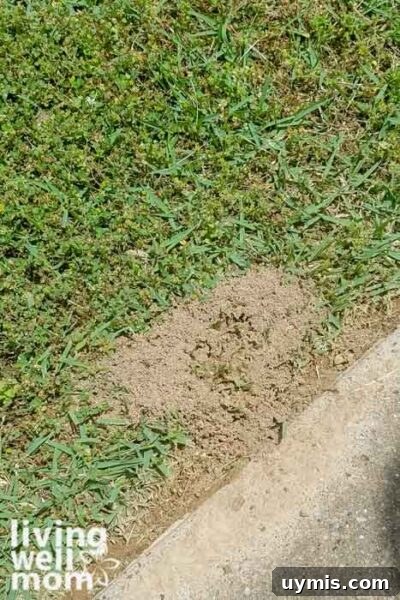 Fire Ant Bite Relief: Natural Remedies That Work 4 Fire ant pile in the grass