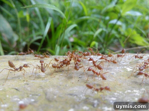 Fire Ant Bite Relief: Natural Remedies That Work 9 Fire ants on the ground