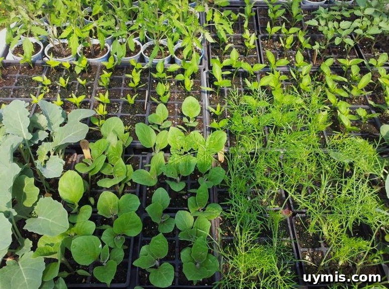 Plan Your Garden: When to Buy Seeds and Start Planting 3 Variety of starter plants ready to plant in the garden