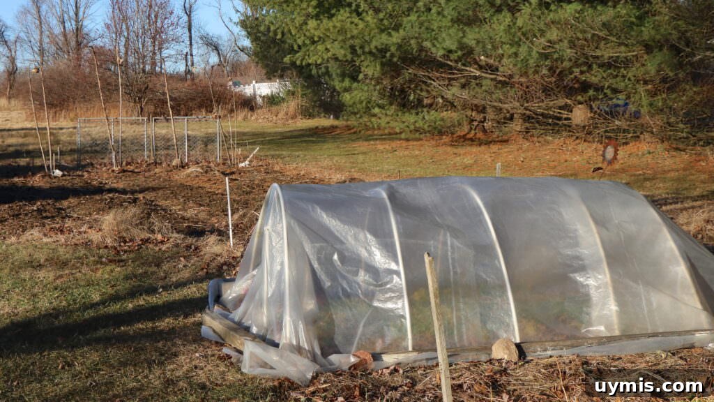 Plan Your Garden: When to Buy Seeds and Start Planting 4 A view of our yard showing a row cover sheltering parsley in the winter