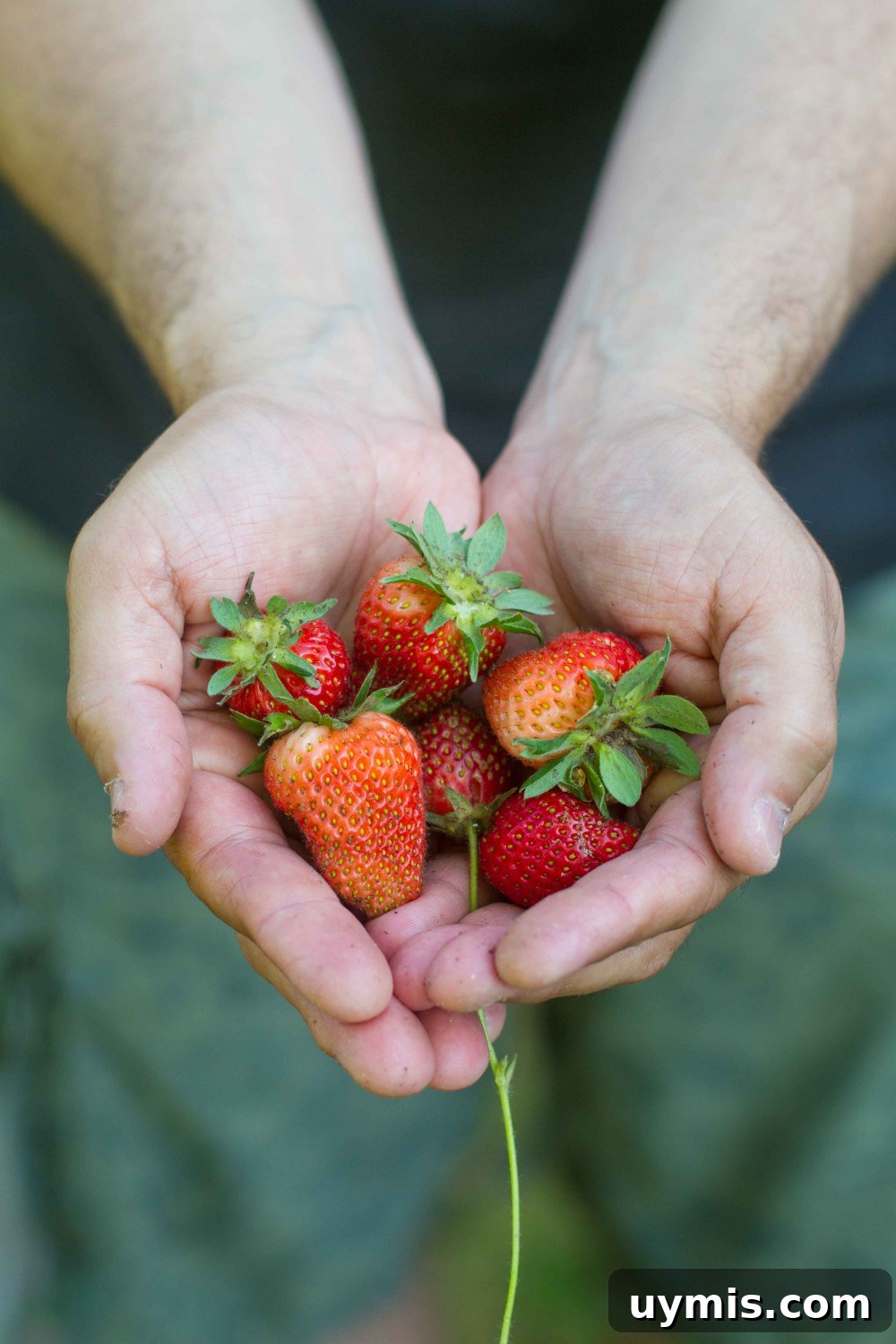 How to Bake Bacon in the Oven for Crispy, Even Slices 7 Strawberries in hands