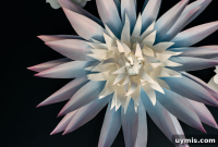 16 Paper Flower Crafts to Make This Spring