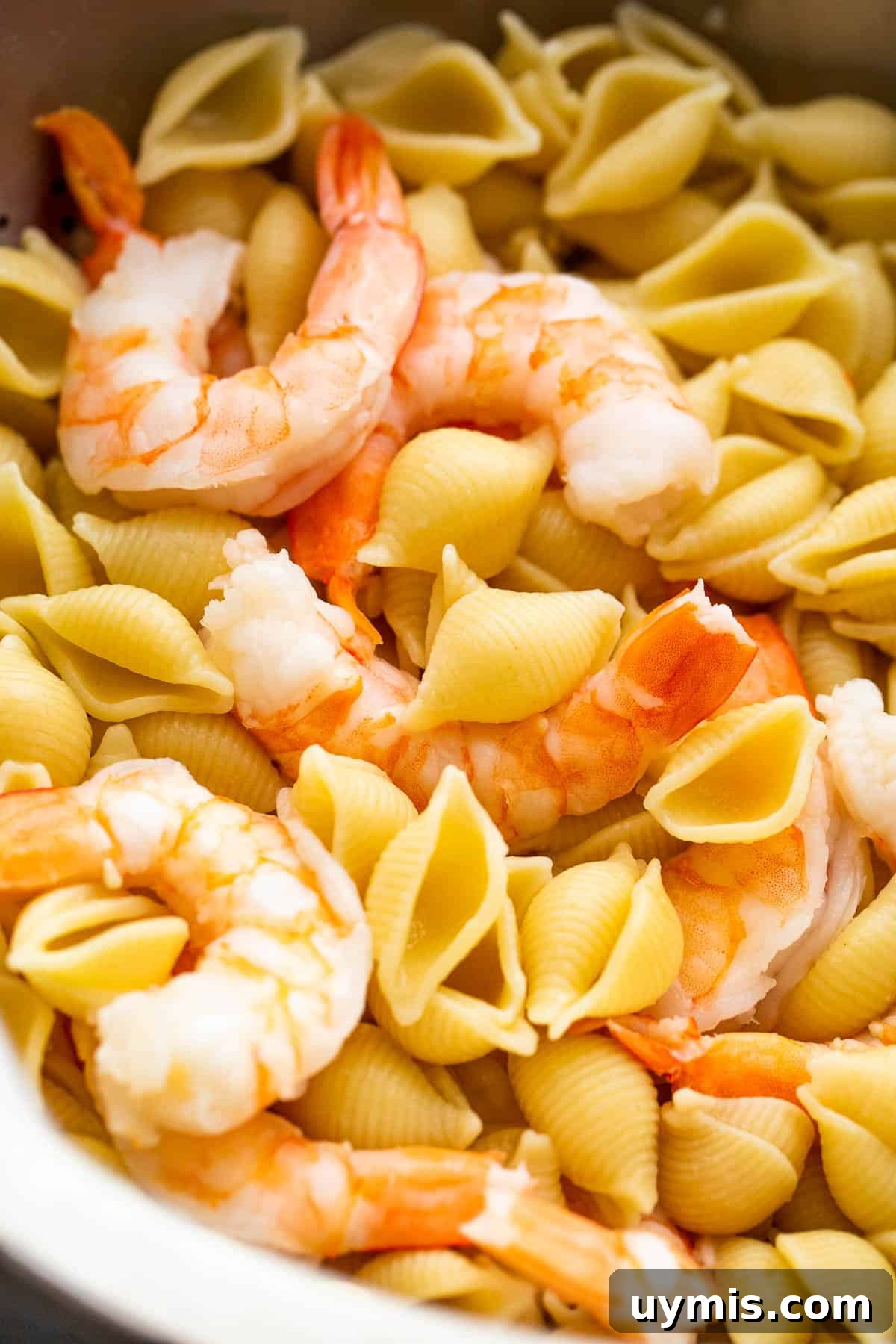 Creamy Baked Shrimp Pasta with Cream Cheese 5 cooking shells pasta and shrimp
