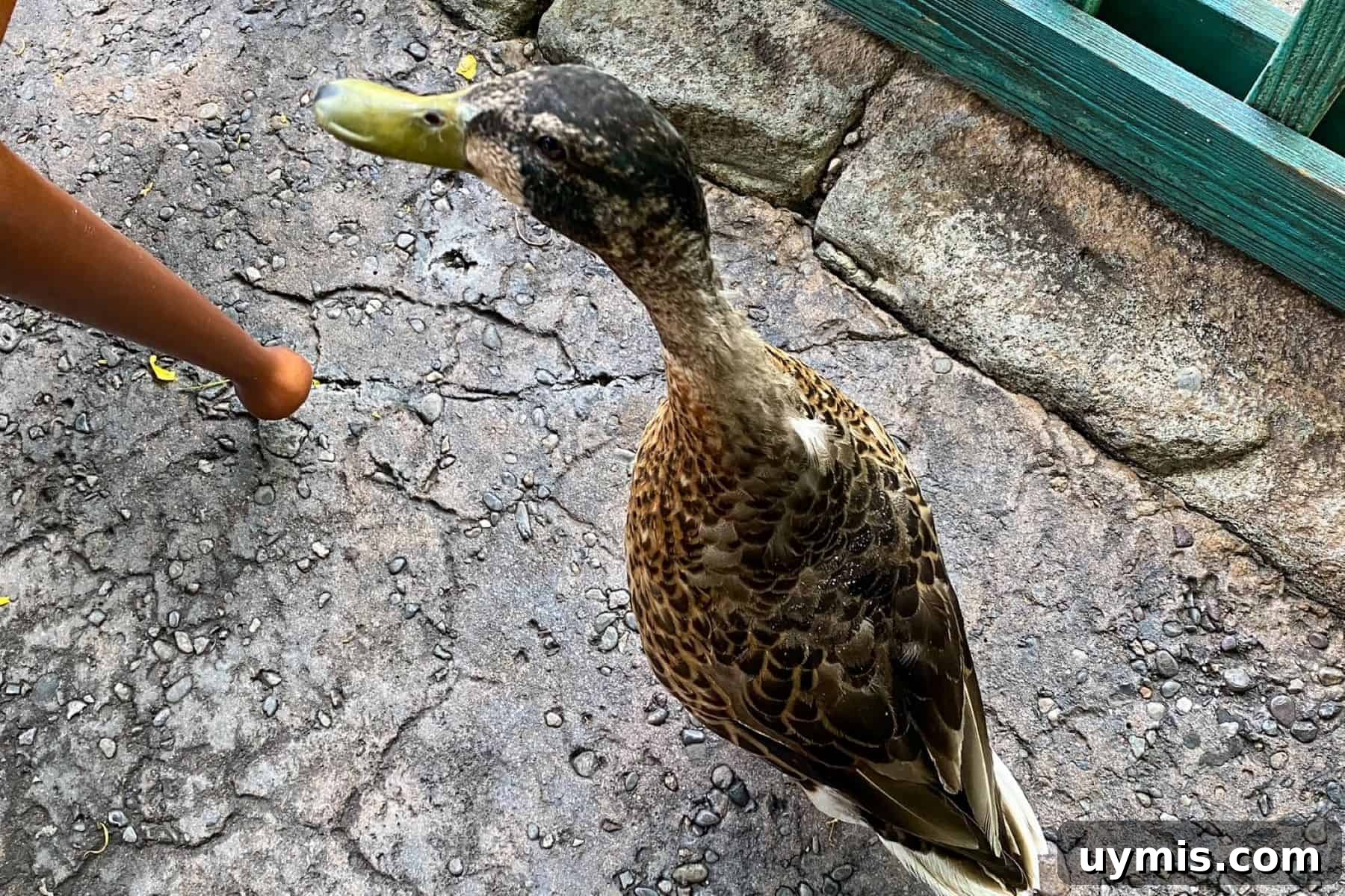 Flame Tree Barbecue at Disney's Animal Kingdom Guide 7 duck in disneys animal kingdom
